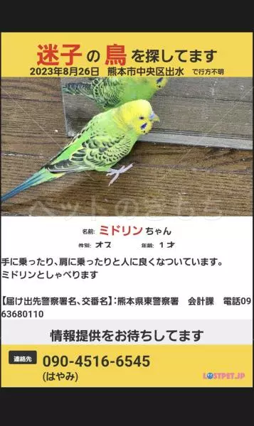 迷子鳥の画像