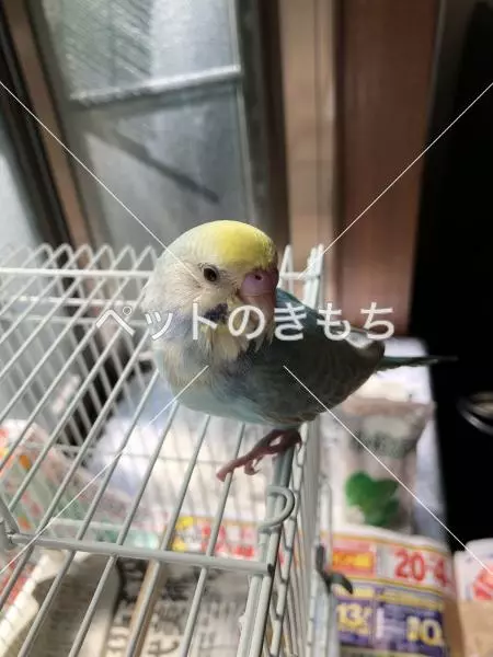 迷子鳥の画像