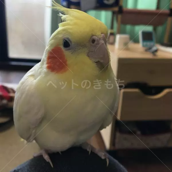 コメント投稿の画像