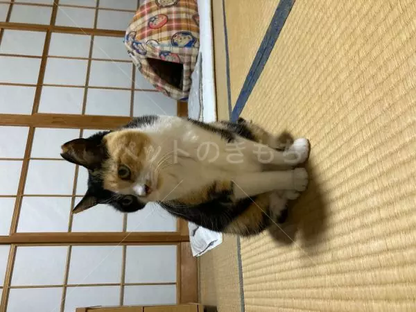 迷子猫の画像