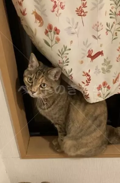 迷子猫の画像