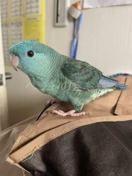 コメントの画像