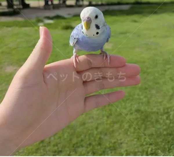 保護鳥の画像
