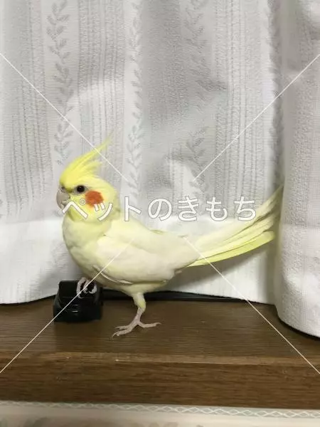 迷子鳥の画像
