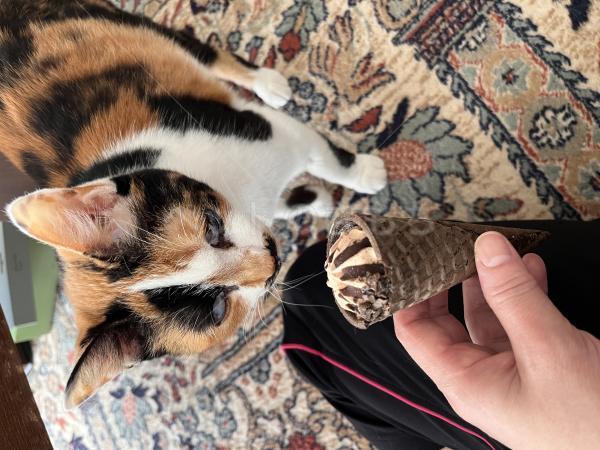 迷子猫の画像