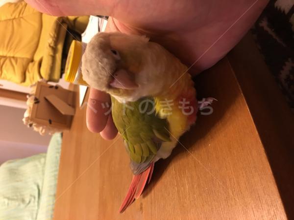 迷子鳥の画像