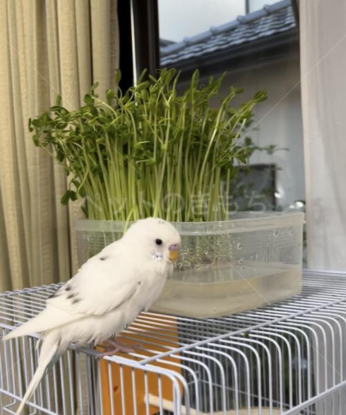 迷子鳥の画像