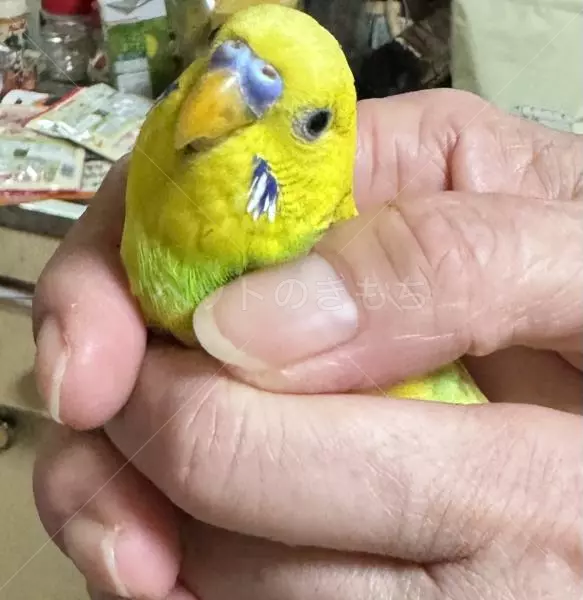 保護鳥の画像