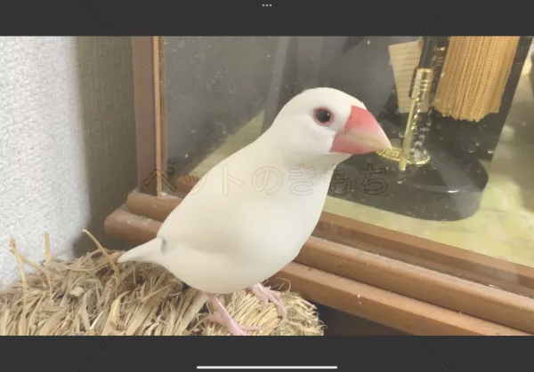 迷子鳥の画像