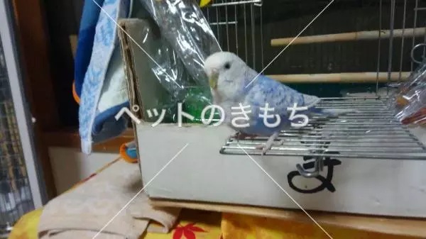 迷子鳥の画像