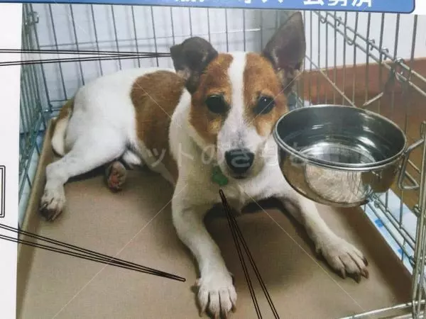 迷子犬の画像