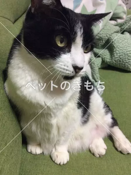 迷子猫の画像