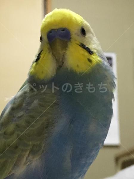 迷子鳥の画像