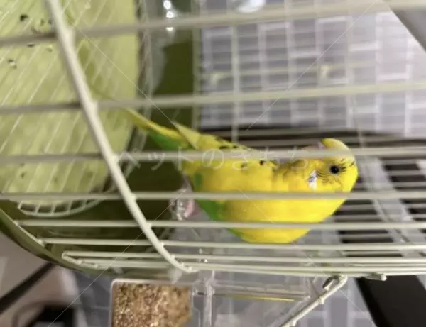 コメントの画像