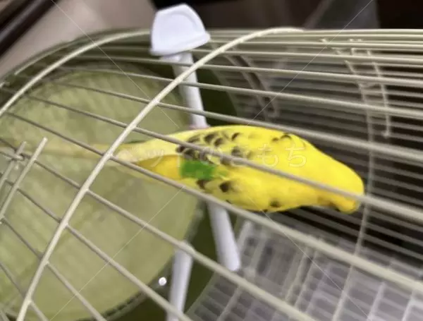 コメントの画像