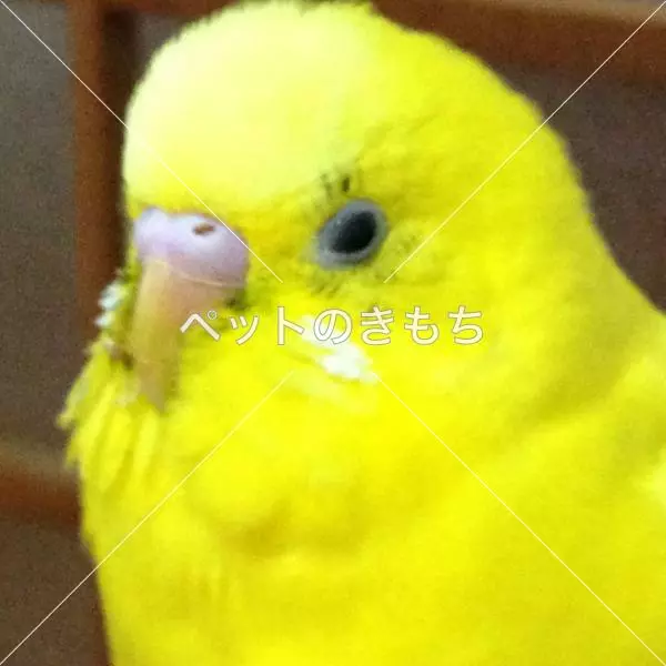 迷子鳥の画像