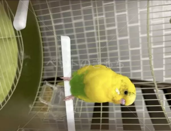 コメントの画像