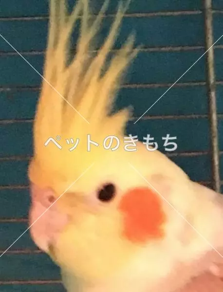 コメント投稿の画像