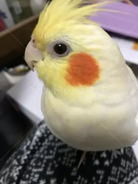 迷子鳥の画像
