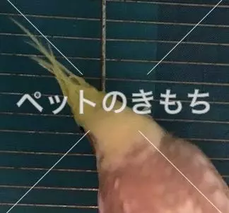 コメント投稿の画像