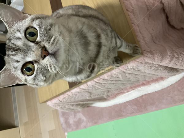 迷子猫の画像