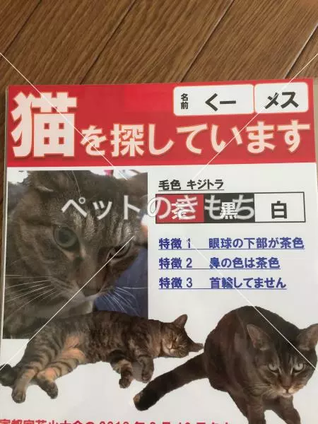 迷子猫の画像