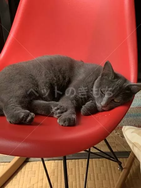 迷子猫の画像