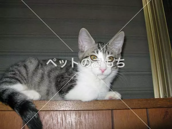 コメント投稿の画像