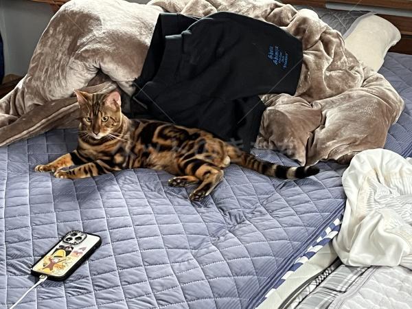 迷子猫の画像