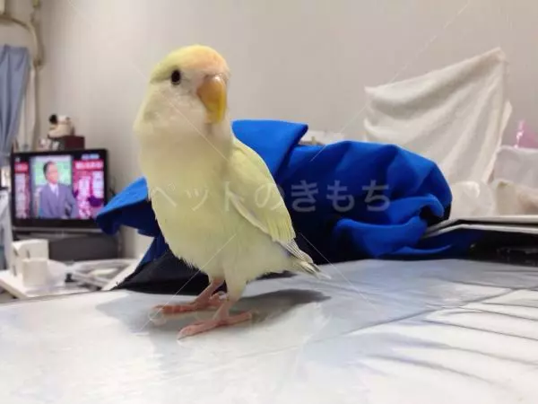 迷子鳥の画像