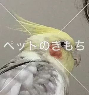 コメント投稿の画像