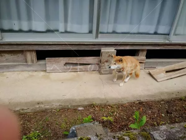 コメントの画像