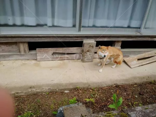 コメントの画像