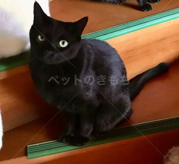 迷子猫の画像