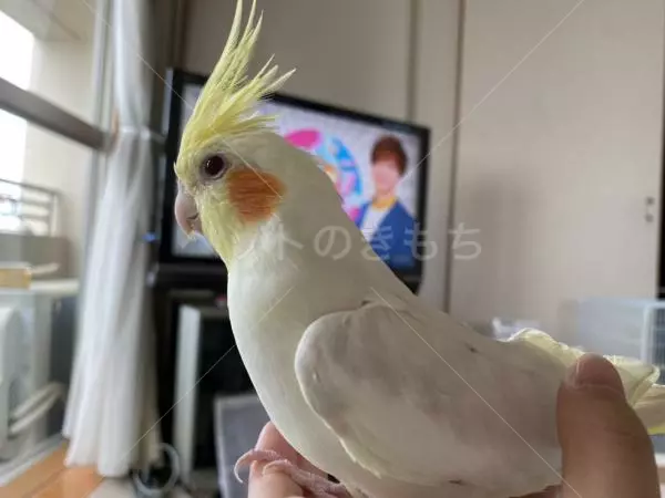 迷子鳥の画像