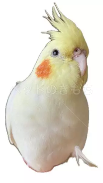 迷子鳥の画像
