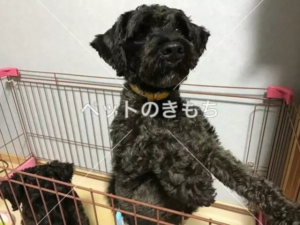 迷子犬の画像