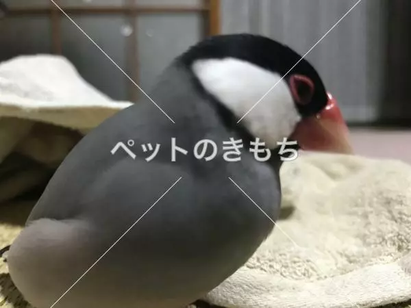 迷子鳥の画像