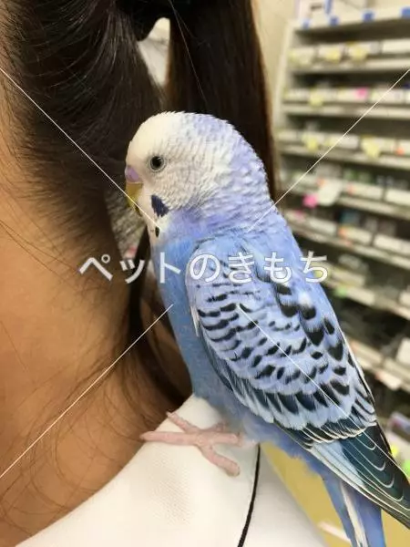 保護鳥の画像