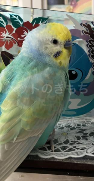 迷子鳥の画像