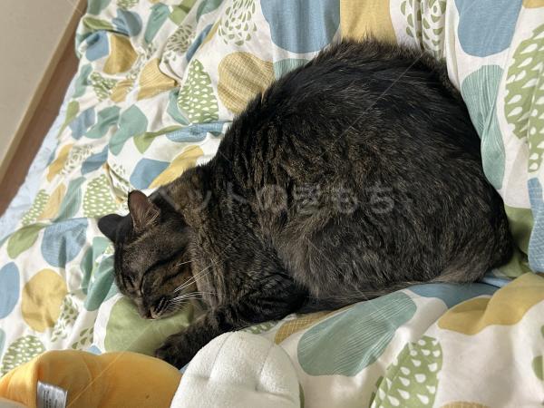 迷子猫の画像