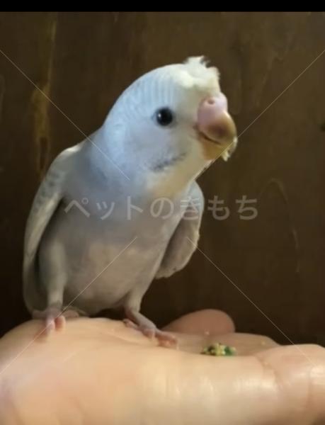 迷子鳥の画像