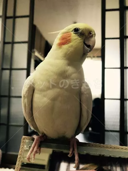 迷子鳥の画像