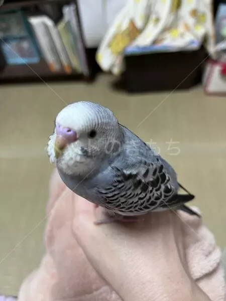 迷子鳥の画像