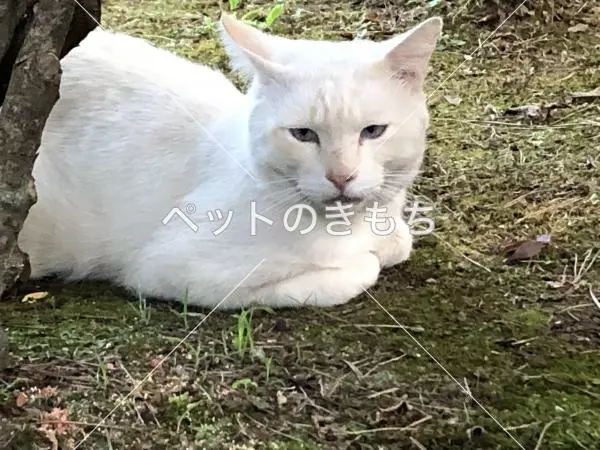 保護猫の画像