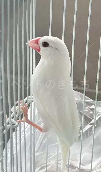 迷子鳥の画像