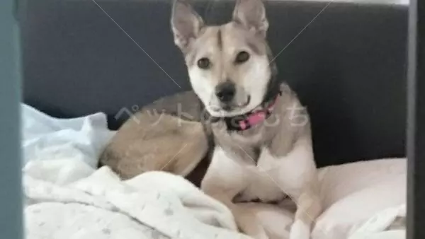 迷子犬の画像