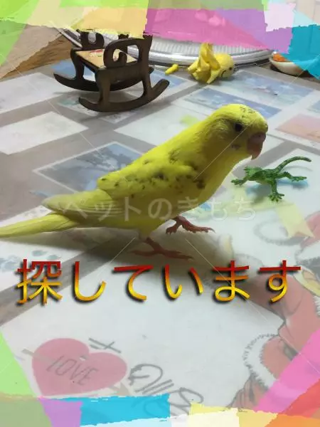 迷子鳥の画像