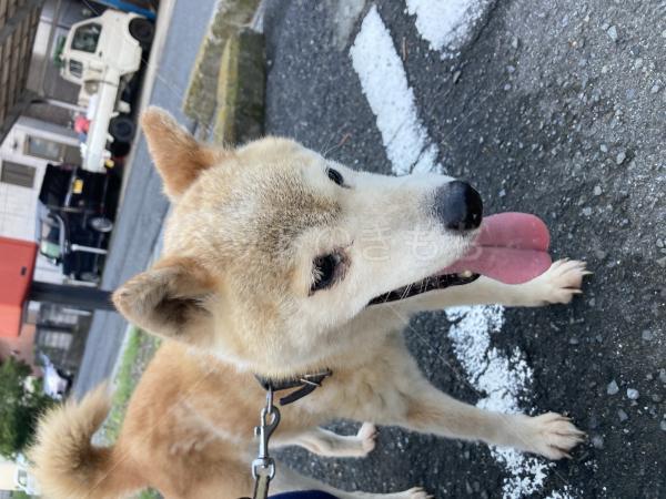 保護犬の画像