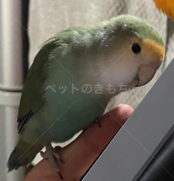 迷子鳥の画像